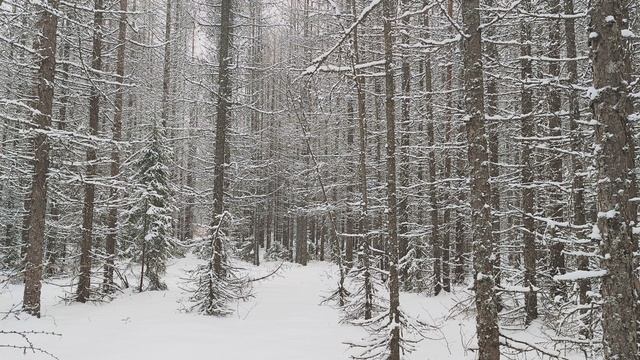Заснеженный лес. ч.11. Декабрь 2023
