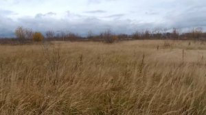 Охота на куропатку октябрь 2019