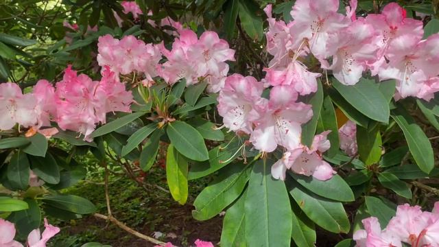 Some Spring Flowers Western Washington смотреть онлайн
