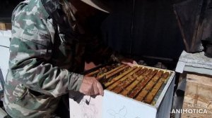 Сборка гнезда в зиму в 12 и рамочном улье