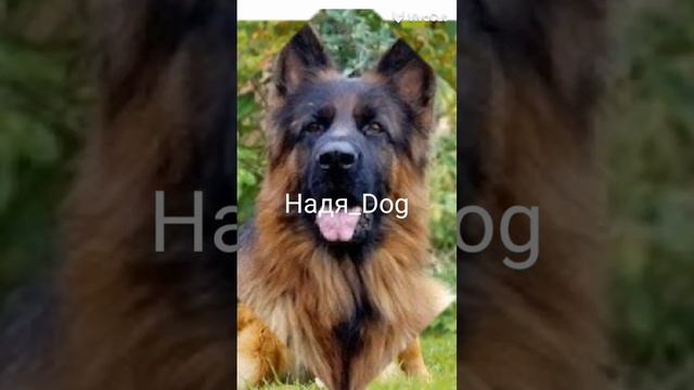 эдит Немецкая овчарка ?? для коллаба с @BlueOrangeCat101 ?? смотреть онлайн