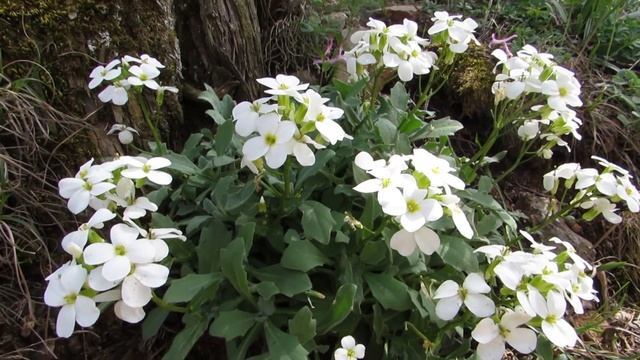 Форосский Кант... Кильсе-Бурун.. Мердвен-Кая... 15.04.2023. смотреть онлайн