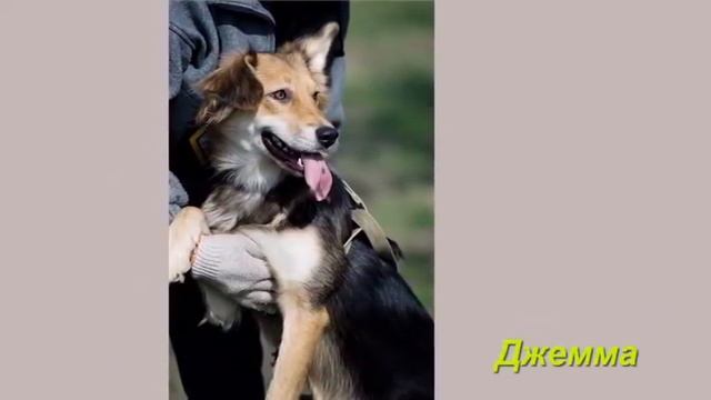 Собаки ищут ДОМ смотреть онлайн