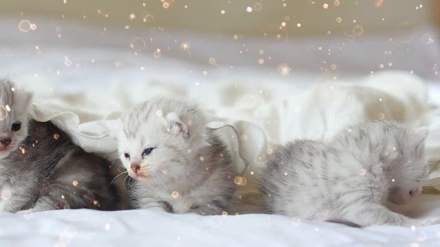 Волшебные котята дарят позитив - милые и смешные котята 🐈✨🎉
