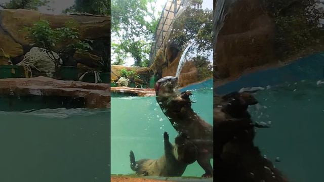 SWIMMING OTTER | BERANG-BERANG LUCU BERENANG