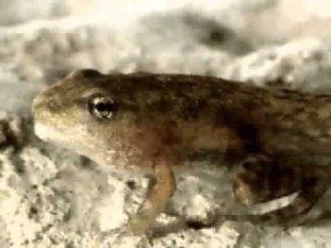 Размножение прудовой лягушки