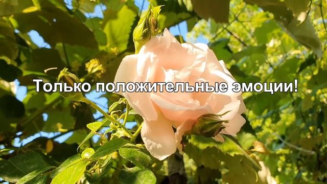 21 июня - День летнего солнцестояния: что нельзя делать, народные приметы смотреть онлайн