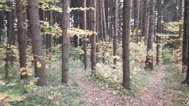Время жизни: осень. #октябрь #золотаяосень #прекраснаяпогода #жизнь прекрасна #отличноенастроение