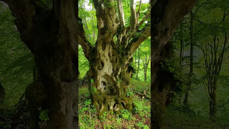 Spring Songs of the Forest Birds