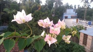 Bougainvillea, ID # Wajid Ali Sha.