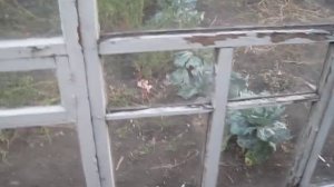 Теплица  из оконных рам