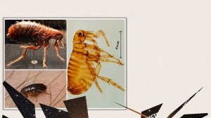 Интересные научные факты