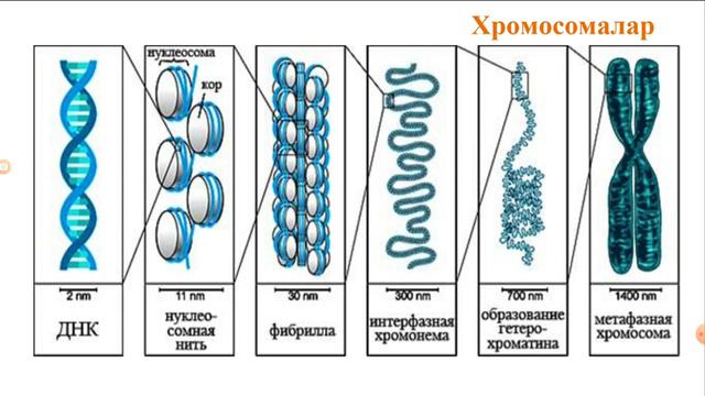 Биология 10 сынып Сабақ №25 Ядро Жасушаның негізгі компоненттері смотреть онлайн