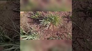 Что натворил колосняк песчаный. Друг или агрессор??