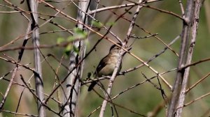 Песни болотной камышовки. Acrocehhalus palustris. Птицы Беларуси.