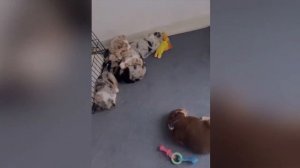 Cute Mini Aussie puppy videos. Birth to 8 weeks.