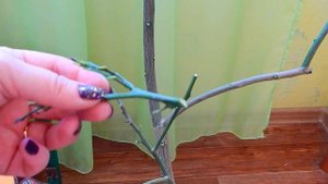 ЛИМОНЫ мандарины прививка и выращивание в домашних условиях, советы и опыт Натальи про цитрусовые