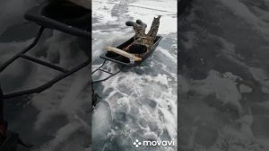 Рыбалка на Аргазях