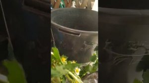 Сладкие, ароматные, урожайные сорта ремонтантной клубники.