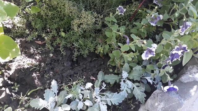 Дела садовые:удаляю разросшиеся цветы, поливаю... смотреть онлайн