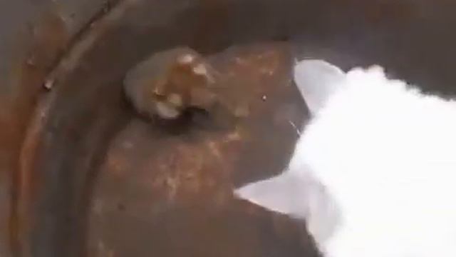 хомяк боксёр смотреть онлайн