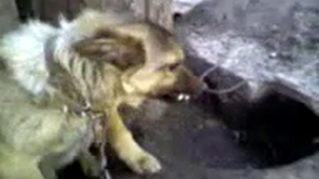 Тотошка (прибацана собака) смотреть онлайн