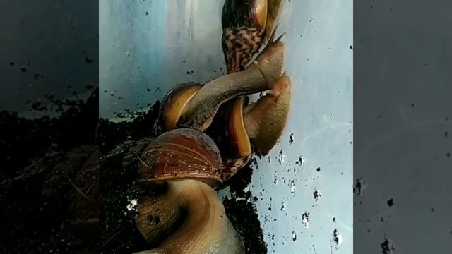 Улитка ахатина. Милые питомцы на любителя. смотреть онлайн