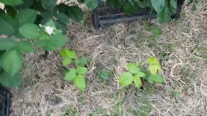 Ежевика цветёт.