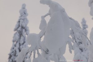 На снегоходе по снежному лесу к горе Нуорунен в парке Паанаярви, Карелия