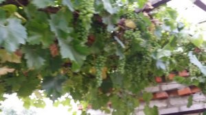 Странные пятна по виноградной ягоде. Что это: солнечный или химический ожог, болезнь? 17.07.23