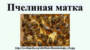 Пчелиная матка