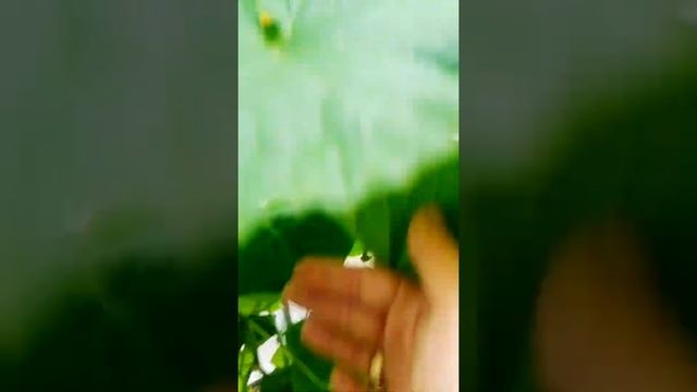 Пузатый огурец? или кривой? Что делать?  Сбор. смотреть онлайн