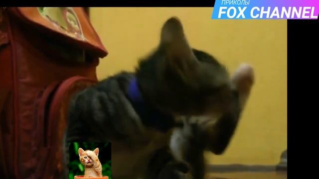 Приколы с кошками и котами #3. Подборка смешных и интересных видео с котиками и кошечками 2017 смотреть онлайн