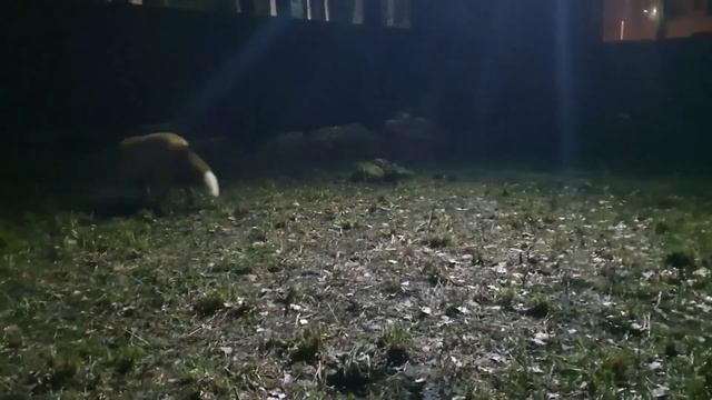 Ли Сяо / Alice the Fox Лиса Алиса (Что имела ввиду лиса?!) смотреть онлайн