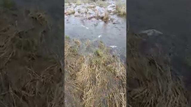 Рыба в поле. Где-то в Северном Казахстане смотреть онлайн