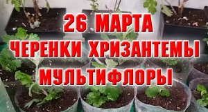 26 марта. Черенки хризантемы
