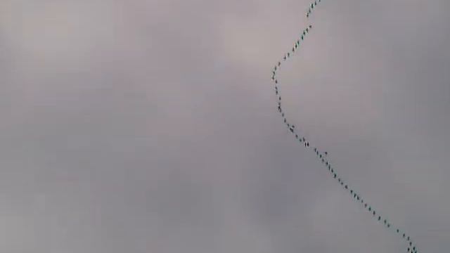 журавли летят на юг смотреть онлайн