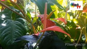 Anthurium Plant  Sayura Tv