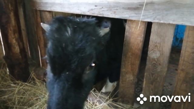 КУДА ПРОПАЛА?ШВИЦКАЯ,СИММЕНТАЛЬСКАЯ,КОСТРОМСКАЯ ПОРОДЫ КОРОВ!МЕЧТЫ ЖИВОТНОВОДА!РАБОТЫ НА ХОЗЯЙСТВЕ!