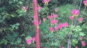 Три (3) группы рододендронов для дачи и сада. Выбираем рододендрон для сада средней полосы.