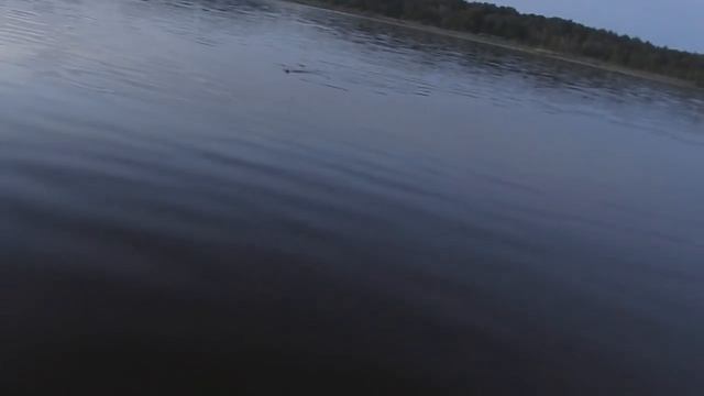 Ловля крупного леща на удочку!!! / Catching big bream on bait!!! смотреть онлайн