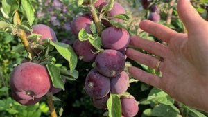 Старые ЯБЛОНИ.  Обустройство сада.