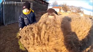 Детское видео.Барашек Шон. Дети играют с барашиком! Shaun the sheep.