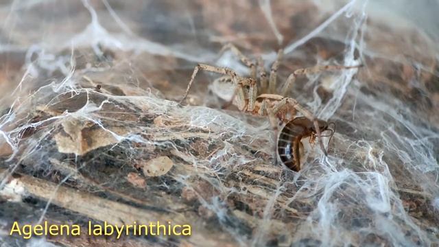 О пауке Agelena Labyrinthica
