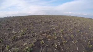 ПРОДАЕМ СЕЯЛКУ MONOSEM NС | Состояние зимующего гороха