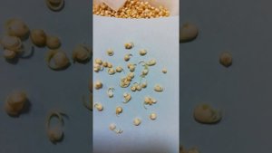 -50 кг. Решила прорастить киноа. Шаг 3. Собираю урожай.