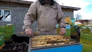 Расширение семьи в улье ППУ Нижегородец