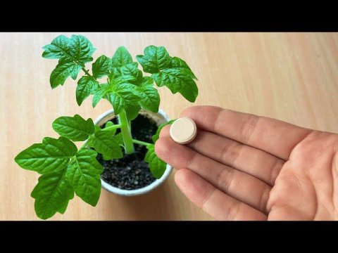 Добавляю под рассаду и земля как новая, плодородная и рассада крепкая и здоровая