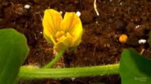 АРБУЗ В КОМНАТЕ - 90 ДНЕЙ СПУСТЯ