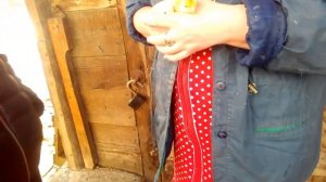 Цыплята Браун Ник